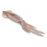 Lula Patag�nica C 7/11 cm Congelada Bloco