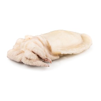 Choco Limpo 3/4 Congelado Marrocos Cx +/- 15 kg