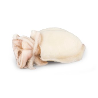 Choco Limpo 2/3 Congelado Marrocos Cx +/- 10 kg