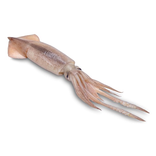 Lula Patag�nica C 7/11 cm Congelada Bloco