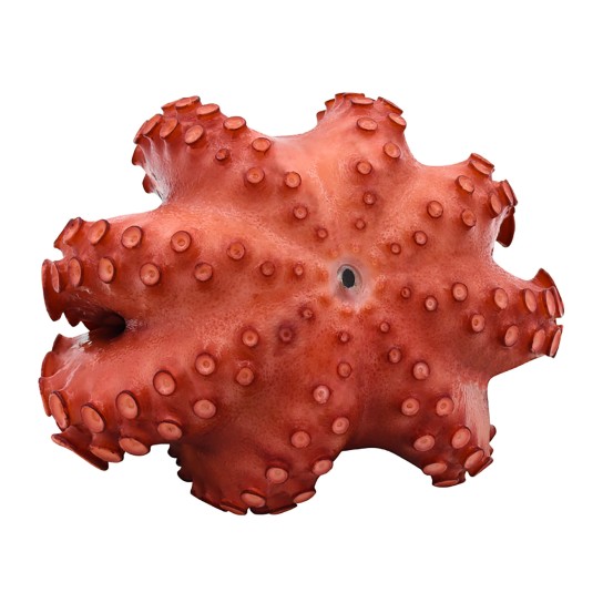 Polvo Cozido Inteiro 1000/1500 g Congelado Polvo Cozido Inteiro 1000/1500 g Congelado