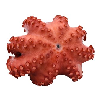 Polvo Cozido Inteiro 1000/1500 g Congelado