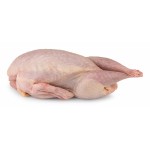 Perdiz s/ Penas Ibérica Congelada Vácuo Perdiz s/ Penas Ibérica Congelada Vácuo